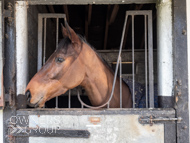 NH220326-44 - Nicky Henderson Stable Visit
